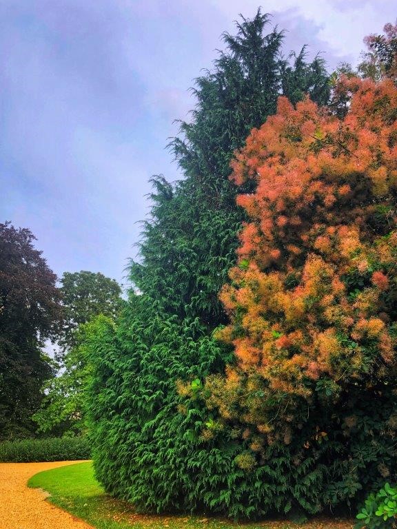 Trees of many different colours.