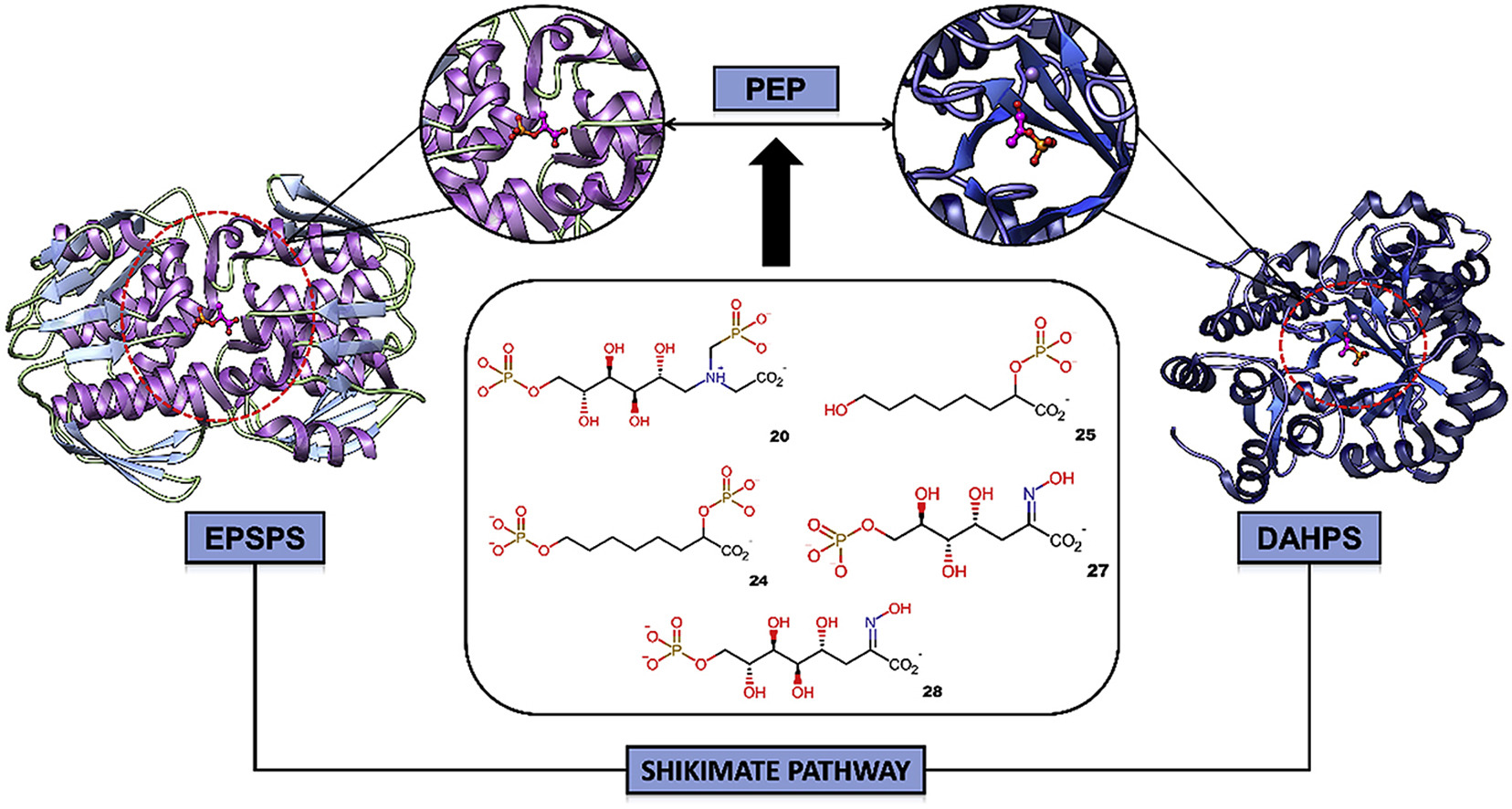 Graphical abstract for "Targeting shikimate pathway: In silico analysis of phosphoenolpyruvate derivatives as inhibitors of EPSP synthase and DAHP synthase"