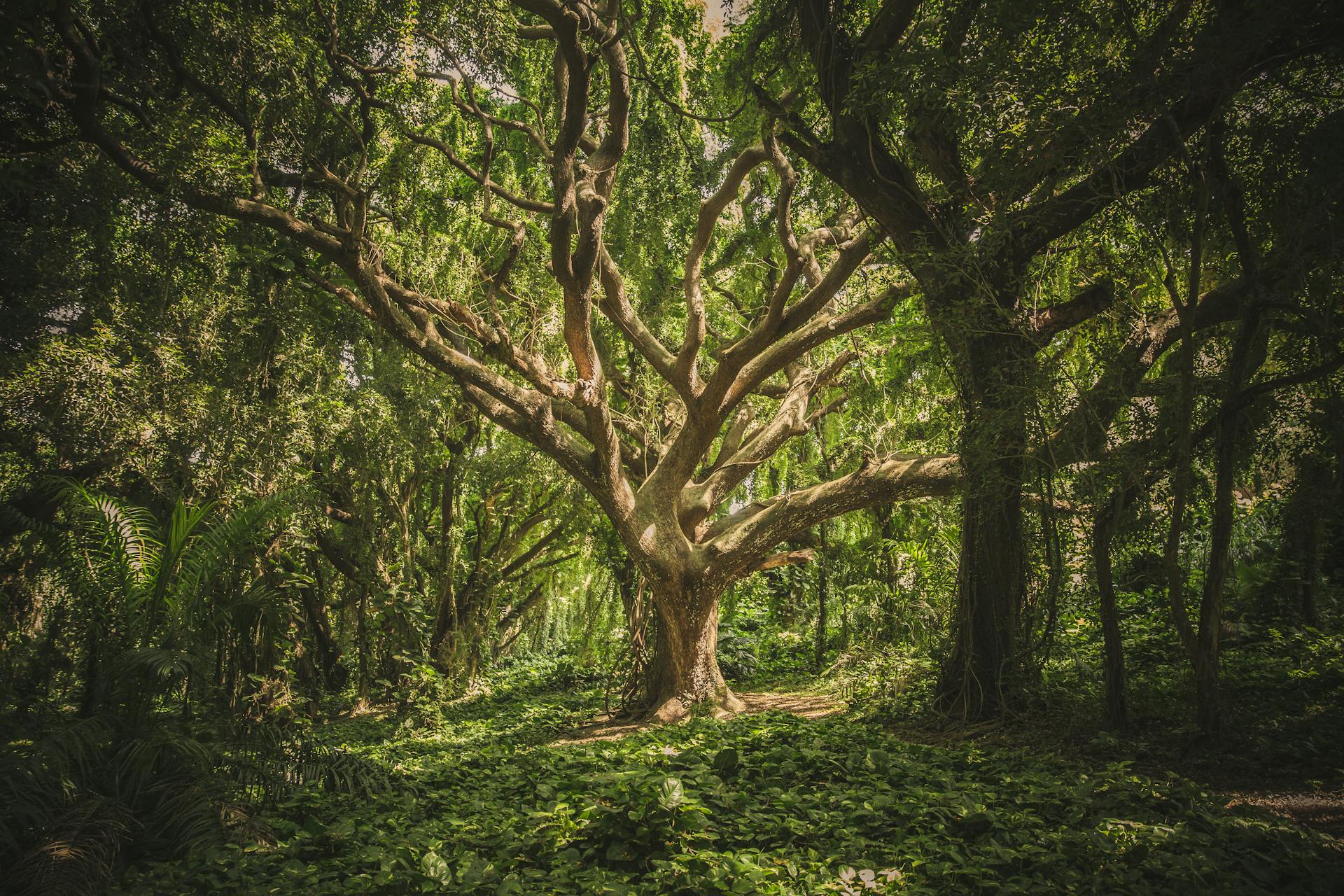 Branches of a big tree.